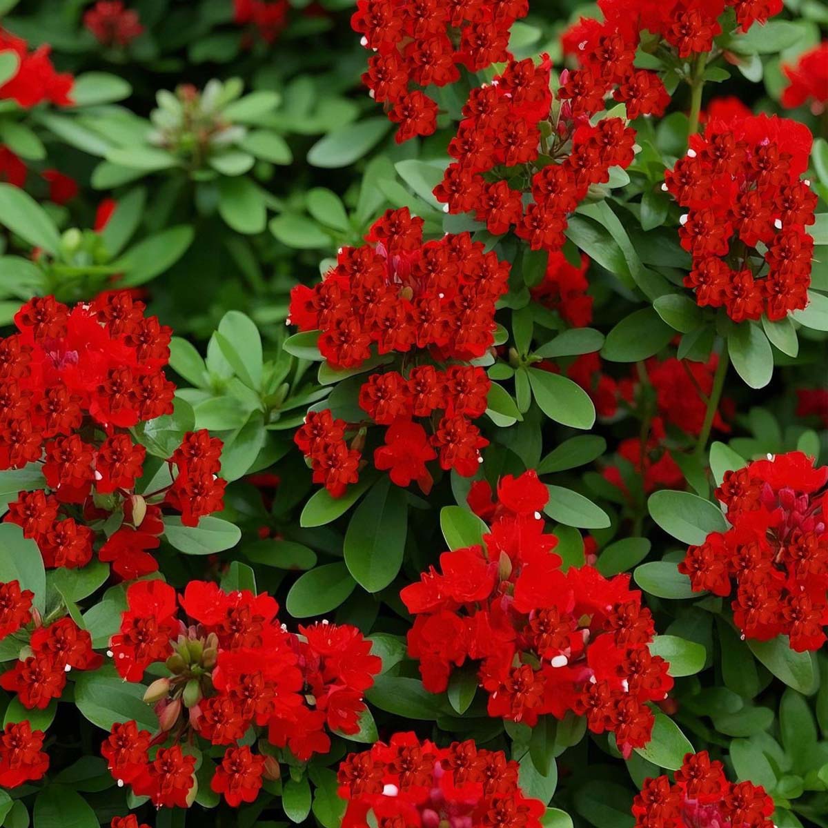 🌺Creeping Thyme Seeds, Multi‑Color Ground Cover Flower Seeds
