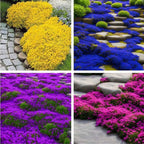 🌺Creeping Thyme Seeds, Multi‑Color Ground Cover Flower Seeds