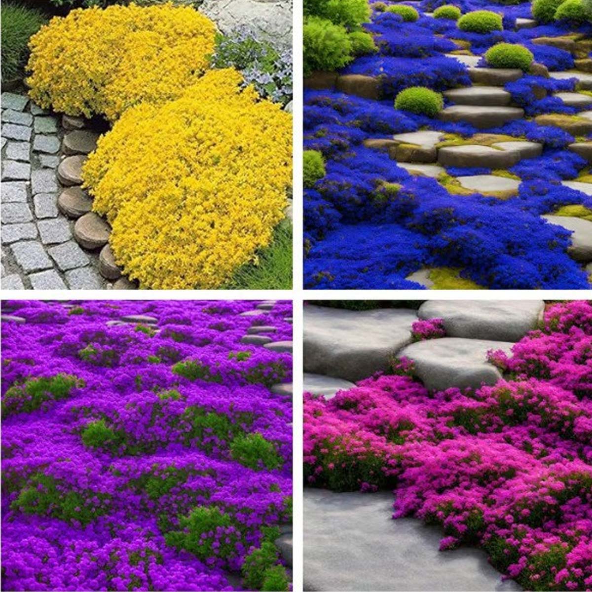 🌺Creeping Thyme Seeds, Multi‑Color Ground Cover Flower Seeds