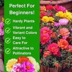 🌸Moss Rose Seeds – 🌿Perennial Flower Seeds / Large Flowers / Easy to Grow