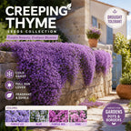 🌺Creeping Thyme Seeds, Multi‑Color Ground Cover Flower Seeds