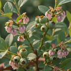 Blueberry shrub with pink and white bell-shaped blossoms