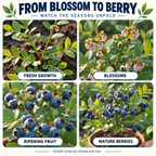 Blueberry growth stages from fresh growth to mature berries