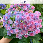 Altair hydrangea color style