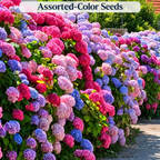 Assorted-Color Seeds hydrangea color style
