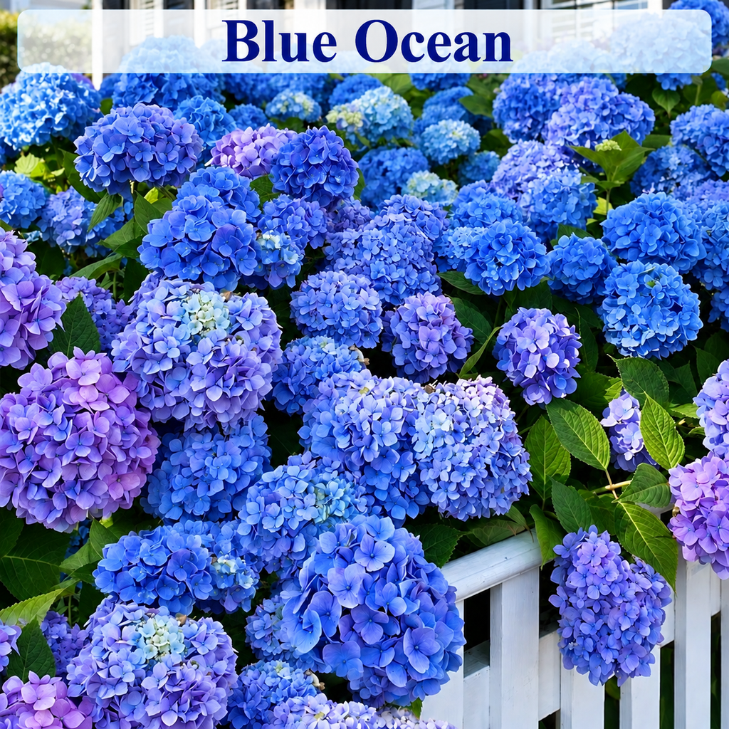 Blue Ocean hydrangea color style