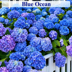 Blue Ocean hydrangea color style