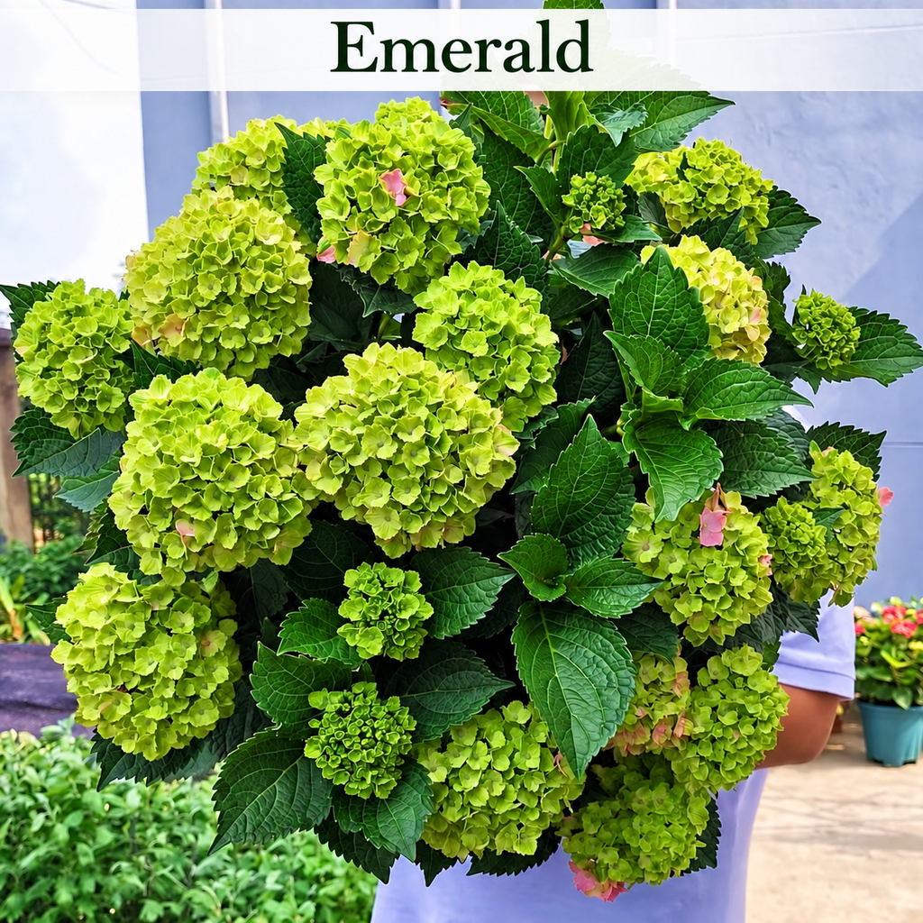 Emerald hydrangea color style