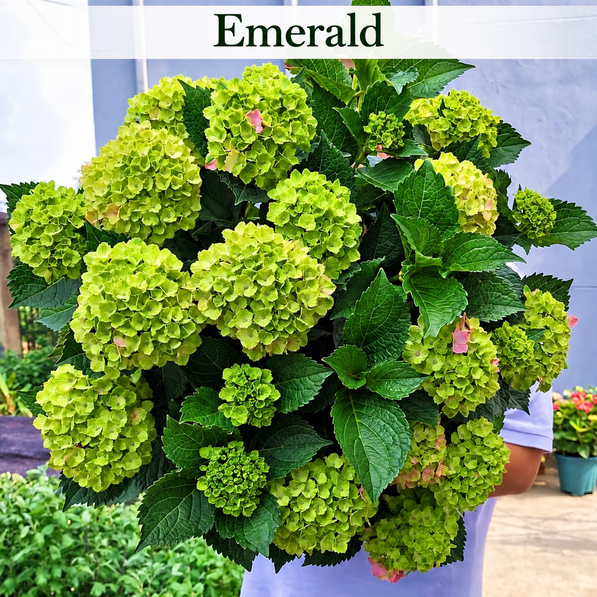 Emerald hydrangea color style