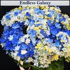 Endless Galaxy hydrangea color style
