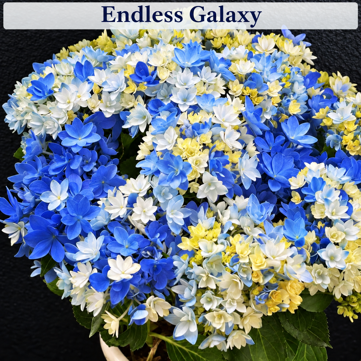 Endless Galaxy hydrangea color style