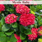 Mystic Ruby hydrangea color style