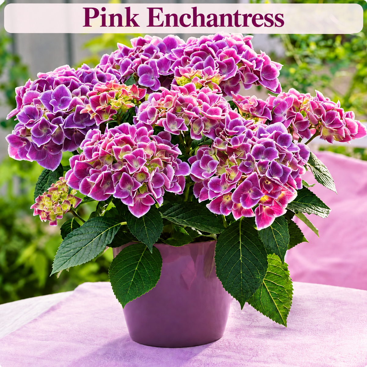 Pink Enchantress hydrangea color style