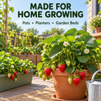 Strawberry plants growing in home planters and a garden bed