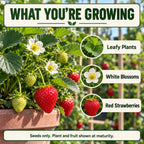 Strawberry plant features including foliage, blossoms, and red fruit