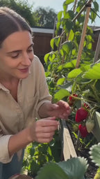 Strawberry plant with mature red fruit in a home garden