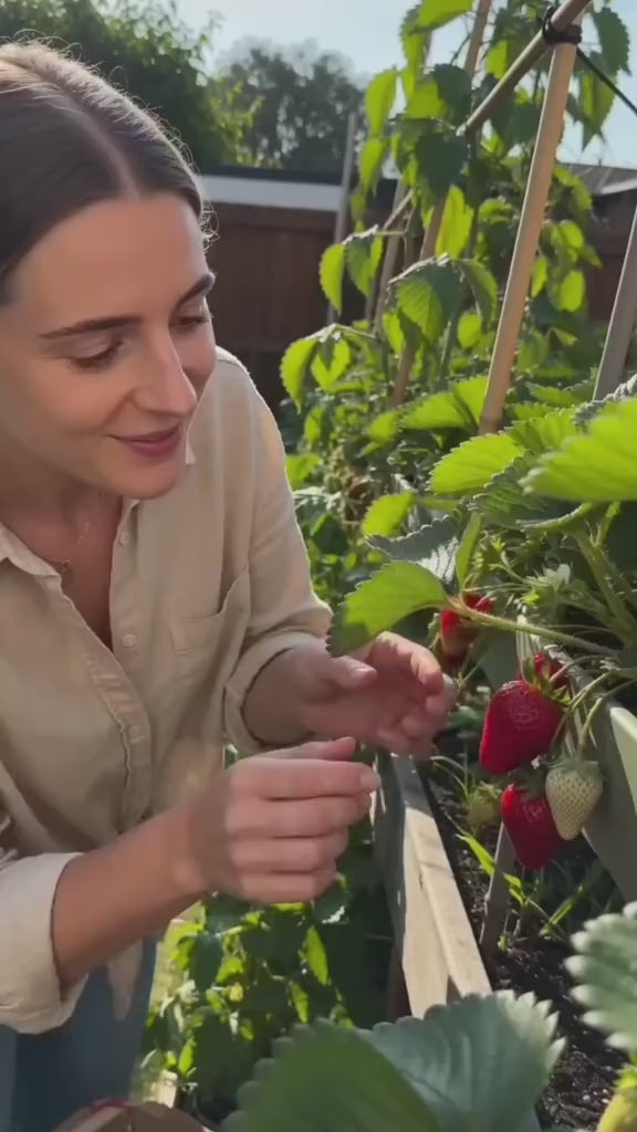 Strawberry plant with mature red fruit in a home garden